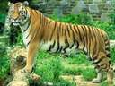 tiger stripes cat shadow
