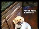 found brownies smiling dog