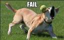 dog misses ball fail