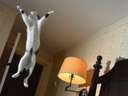 cat jumping in air