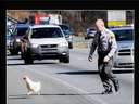 chicken crossing road police