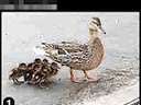 duck ducklings down drain