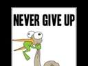 never give up frog fighting bird