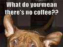dog looking weird because there is no coffee