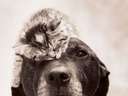 dog with cat on his head