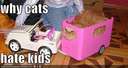 why cats hate kids