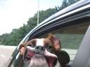 dog in car wind