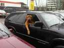 dog in car shotgun passenger seat