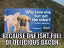 dog pig bacon