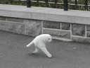 creepy picture of running cat