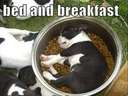 bed and breakfast dog in food bowl