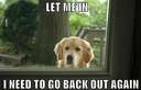 dog wants to be let in so he can beg to go out
