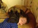 mutual pillow dog sleeping on girl sleeping on dog