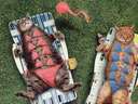 cats laying in the sun with bikini