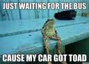 Frog just waiting for the bus cause his car got toad