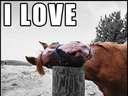 horse loves this post