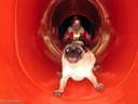 Dog going down a slide