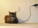 A cat that can be switched on
