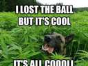 Dog lost the ball