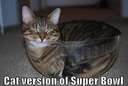 cats version of a super bowl
