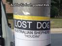 sign for a lost dog