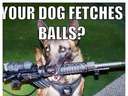 So you dog fetches balls