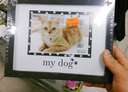 framed picture of a cat says my dog