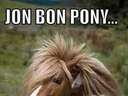 horse looks like john Bon jovi 