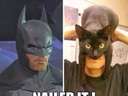 Batman costume made with a cat