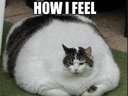  how I feel after thanksgiving fat cat