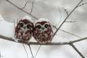 two hooters in the snow, owl