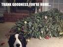 dog is glad youre home The Christmas tree fainted