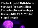 Jellyfish survived on earth for 650 million years, good news for stupid people