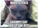 Even grumpier cat found