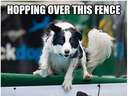 Dog failing like a boss jumping a fence