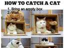 How to catch a cat with an emty box