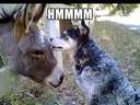 Tastes like #ass #donkey #dog