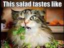 a cat trying salad #fat