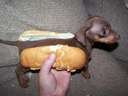 this is how the ideal hotdog sandwich should look #dog