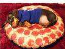 Pizza with extra sausage #dog