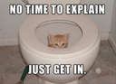 No time to explain #cat #toilet