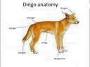 Dingo Anatomy according to Australians #aussie