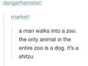 Only one animal in the zoo #shitzu #dog