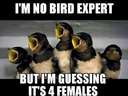 Im no bird expert, but #male #female