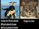 Compare cats to dogs