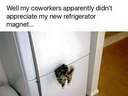 My coworkers didnt appreciate this joke #fridge #cat
