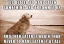 its better to have eaten something #dog