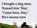 I bought a dog once and named him Stay