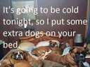 Its going to be cold tonight #dog