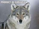 Evolution vs Intelligent Design #wolf #dog #pug